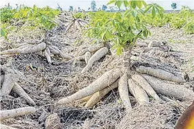  ?? ?? Cassava getting ready to be harvested.