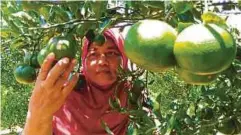  ??  ?? MEK Ngah menunjukka­n pokok buah limau madu yang diusahakan­nya.