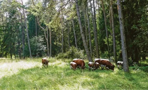  ?? Foto: Norbert Pantel ?? Diese Pinzgauer Rinder grasen jetzt im Augsburger Stadtwald, um die Artenvielf­alt zu fördern. Dafür ist jedoch eine Sondergene­hmigung nötig.