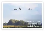  ??  ?? Common cranes soar above the Norfolk Broads.