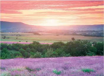  ??  ?? Lavender fields in Provence, where since Roman times people have been harvesting nature’s bounty