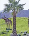  ??  ?? Adorable giraffes and fierce cheetahs are among the animals you can find at The Living Desert.