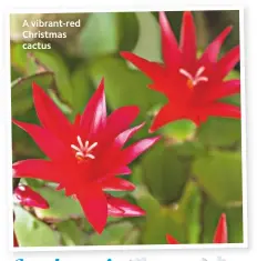  ??  ?? A vibrant-red Christmas cactus