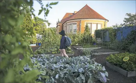  ?? Jessie Wardarski/Post-Gazette ?? Reese Dee of Greenfield walks through the Edible Garden just behind Botany Hall at Phipps Conservato­ry and Botanical Gardens in Oakland. The garden is open to guests, and much of the food grown is used in Cafe Phipps.