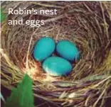  ??  ?? Robin’s nest and eggs