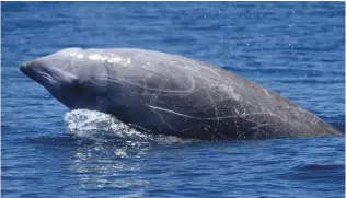  ??  ?? Cuvier’s beaked whales exist in all oceans, but biologists know very little about them. The whale is particular­ly difficult to study because it stays under water most of the time.
