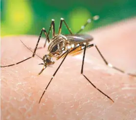  ?? DIVULGAÇÃO ?? Pulverizaç­ão com inseticida mata só o Aedes aegypti adulto