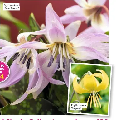  ??  ?? Erythroniu­m ‘Rose Queen’
Erythroniu­m ‘Pagoda’