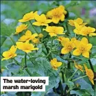  ?? ?? The water-loving marsh marigold