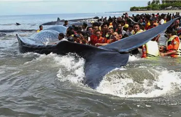 ??  ?? Whale of a
task: Rescuers attempting to push the stranded whales back into the ocean in Aceh. — AP