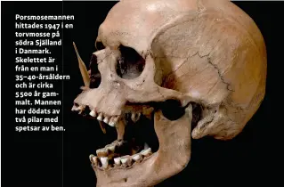  ?? ?? Porsmosema­nnen hittades 1947 i en torvmosse på södra Själland i Danmark. Skelettet är från en man i 35–40-årsåldern
och är cirka 5 500 år gammalt. Mannen har dödats av två pilar med spetsar av ben.