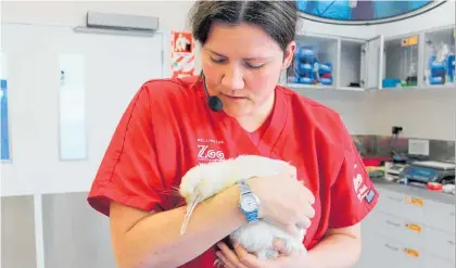  ?? Photo / Kate Baker. ?? Dr Lisa Argilla, Wellington City Zoo, pictured with Manukura the white kiwi after an x-ray examinatio­n that discovered two stones caught in the gut of the fivemonth-old bird in 2011.