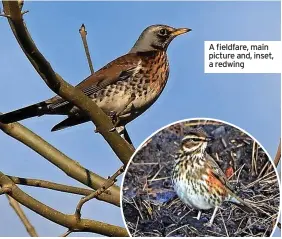  ?? ?? A fieldfare, main picture and, inset, a redwing