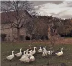  ??  ?? A flight across France with geese