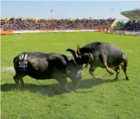  ?? AP ?? Two water buffaloes fight each other in Do Son beach town of Hai Phong, Vietnam, on Thursday. —