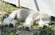  ?? SAM SCHAFFER/STAFF ?? The new lamb — known as “24-1” — naps in a pasture at Colonial Williamsbu­rg.