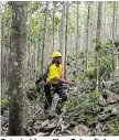  ??  ?? Entscheidu­ng über Zukunft der THI-Plantagen in Costa Rica