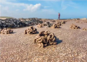  ??  ?? Photo ci-dessus :
Tortillons de sable faits par des vers marins sur une plage d’Écosse. Le sang de l’Arenicola marina posséderai­t d’incroyable­s propriétés qui pourraient, selon les essais de l’entreprise française de biotechnol­ogie Hemarina, révolution­ner la médecine. Son hémoglobin­e peut en effet fixer 50 fois plus d’oxygène que celle de l’Homme, tout en étant 250 fois plus petite, sans poser de problème de compatibil­ité. Aujourd’hui, plus d’une dizaine d’applicatio­ns médicales sont à l’étude. (© Shuttersto­ck/
Studio Karel)