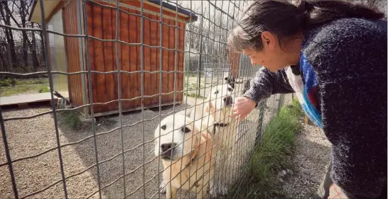  ?? (Photos Frantz Bouton) ?? Ces jumeaux labradors ont été déposés au refuge par leur maître, muté au Japon.