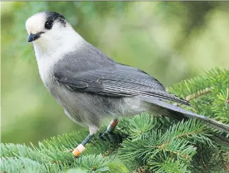  ?? SANDRA AND FRANK HORVATH ?? Ornitholog­ist David Bird says the grey jay or Canada jay stays here all winter, figures prominentl­y in Aboriginal folklore, and isn’t hunted or endangered and is really, really smart.