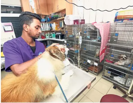  ??  ?? Animal healers: There are currently a total of 453 private veterinary clinics in Malaysia. World Veterinary Day was celebrated on April 28 throughout the globe.
