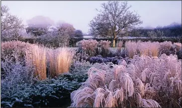  ??  ?? A touch of frost: As temperatur­es drop, it’s time to protect vulnerable plants from the cold