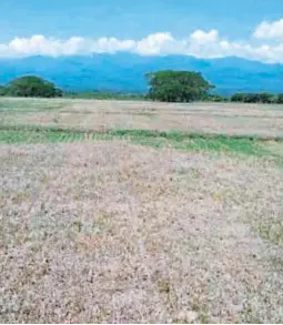  ?? FOTO: EL HERALDO ?? La producción de arroz se verá amenazada a nivel nacional este año, advierten productore­s del grano, por los altos costos de producción.