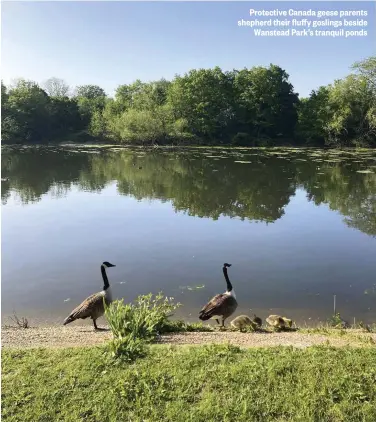  ??  ?? Protective Canada geese parents shepherd their fluffy goslings beside Wanstead Park’s tranquil ponds