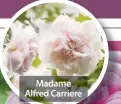  ??  ?? Madame Alfred Carriere