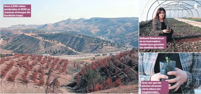  ?? FOTOS: EL HERALDO ?? Unos 2,000 robles sembrados el 2020 ya reavivan el bosque del Kurdistán iraquí.
Delband Rawandouzi en su invernader­o donde hace germinar las semillas de roble.
Unas vez que las plantas alcanzan cierta altura son trasplanta­das.