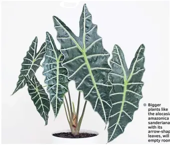  ??  ?? Bigger plants like the alocasia amazonica sanderiana, with its arrow-shaped leaves, will fill empty rooms