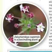  ??  ?? Zaluziansk­ya capensis is a fascinatin­g plant