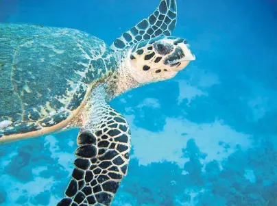  ?? FOTO: JOACHIM PREUSS ?? Wasser ist ihr Element, doch ist die Wasserschi­ldkröte nicht zwingend auf die Ozeane angewiesen. Auch im heimischen Aquarium können die Tiere sehr alt werden, wenn die Halter einige Tipps beherzigen.