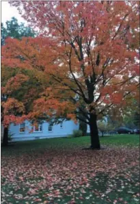  ?? SUBMITTED PHOTO ?? Gardening columnist Pam Baxter has some ideas on how to use all those autumn leaves.