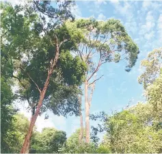  ??  ?? Dipterocar­p trees in Maludam peat swamp forest.