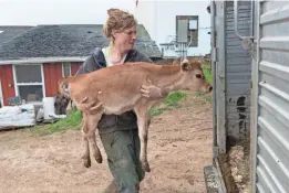  ?? MARK HOFFMAN/USA TODAY NETWORK ?? Emily Harris of Wylymar Farms loads one of her Jersey calves onto a truck bound for farms in Indiana and New York. She and her wife, Brandi, sold most of their cows and shut down their dairy operation. “It’s been so stressful for the last year,” she says.