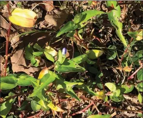  ?? (Special to the Democrat-Gazette) ?? Asiatic dayflower, Commelina communis, is a weed native to Asia with flowers that last one day each.