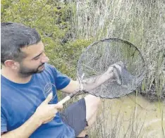  ?? ?? L’alliberame­nt es va dur a terme en diferents llocs i els voluntaris de la Fundació Oceanogràf­ic van marcar 96 ofegabous.