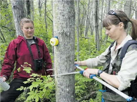  ?? SUPPLIED ?? Student interns from the Meanook Biological Research Station measure trees. Student placement programs are growing in importance across Canada, but business participat­ion is still lacking, Paul Davidson of Universiti­es Canada writes.