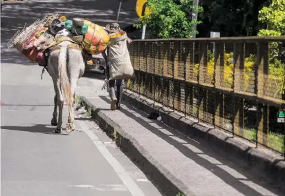  ?? FOTO JULIO CÉSAR HERRERA ?? Según la Personería, Medellín es el primer destino de los desplazado­s del Bajo Cauca. Algunas familias también han llegado a Yarumal, en el Norte de Antioquia.