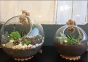  ?? (Photo DR) ?? S’il existe des kits tout prêts pour fabriquer des terrariums, Dominique préfère les faire intégralem­ent elle-même.