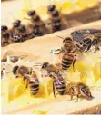  ?? FOTO: DPA ?? Bienen laufen auf Holzrahmen mit Waben. Erste Honigernte zufriedens­tellend.