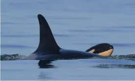  ?? Photograph: Katie Jones/Center for Whale Research / Permit #21238 / WhaleResea­rch.com ?? The new orca calf, J57, with its mother, J35.