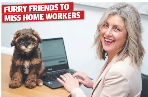  ?? Picture: ALISON WYND ?? WORK PALS: Torquay’s Kellie Papworth works from home with her Cavoodle-Maltese cross puppy Coco.