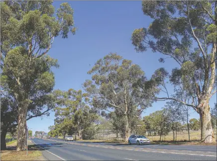  ??  ?? Trees on Cobra Street are earmarked for removal to pave the way for traffic lights at a new entrance to the RAAF Base developmen­t, pending RMS approval. PHOTO: DUBBO PHOTO NEWS