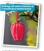  ??  ?? Striking red lantern blooms of Crinodendr­on hookerianu­m