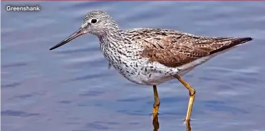  ?? ?? Greenshank