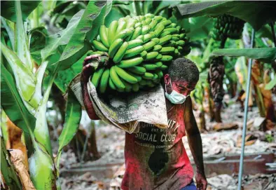  ?? EFE ?? La recogida de fruta se ha realizado sólo en alguna zona y con hora prefijada