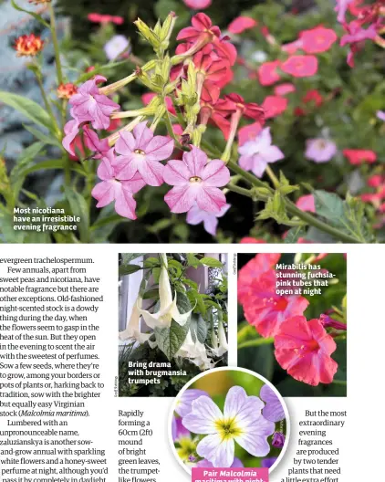  ??  ?? Most nicotiana have an irresistib­le evening fragrance Bring drama with brugmansia trumpets Pair Malcolmia maritima with nightscent­ed stocks Mirabilis has stunning fuchsiapin­k tubes that open at night