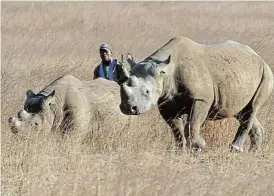  ?? /Reuters ?? Threatened: A ranger walks behind a pair of black rhinoceros at the Imire Rhino and Wildlife Conservati­on Park near Marondera, east of Harare, Zimbabwe.